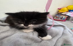 British Longhair cats for sale: Kitten for sale  - Image 1