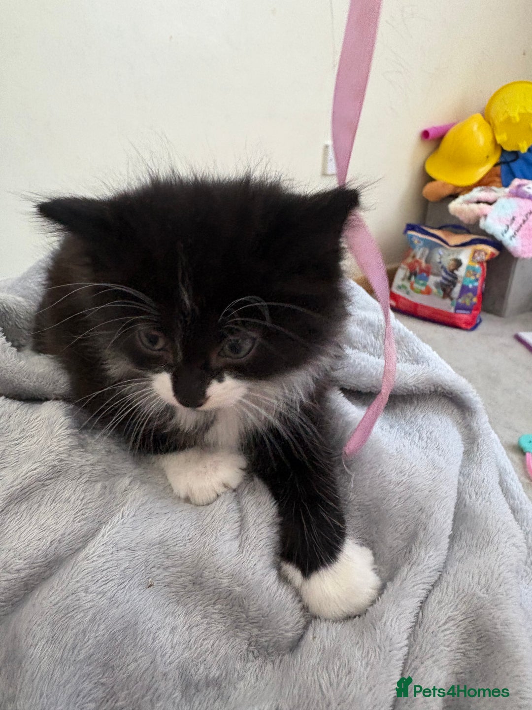 British Longhair cats for sale: Kitten for sale  - Image 1