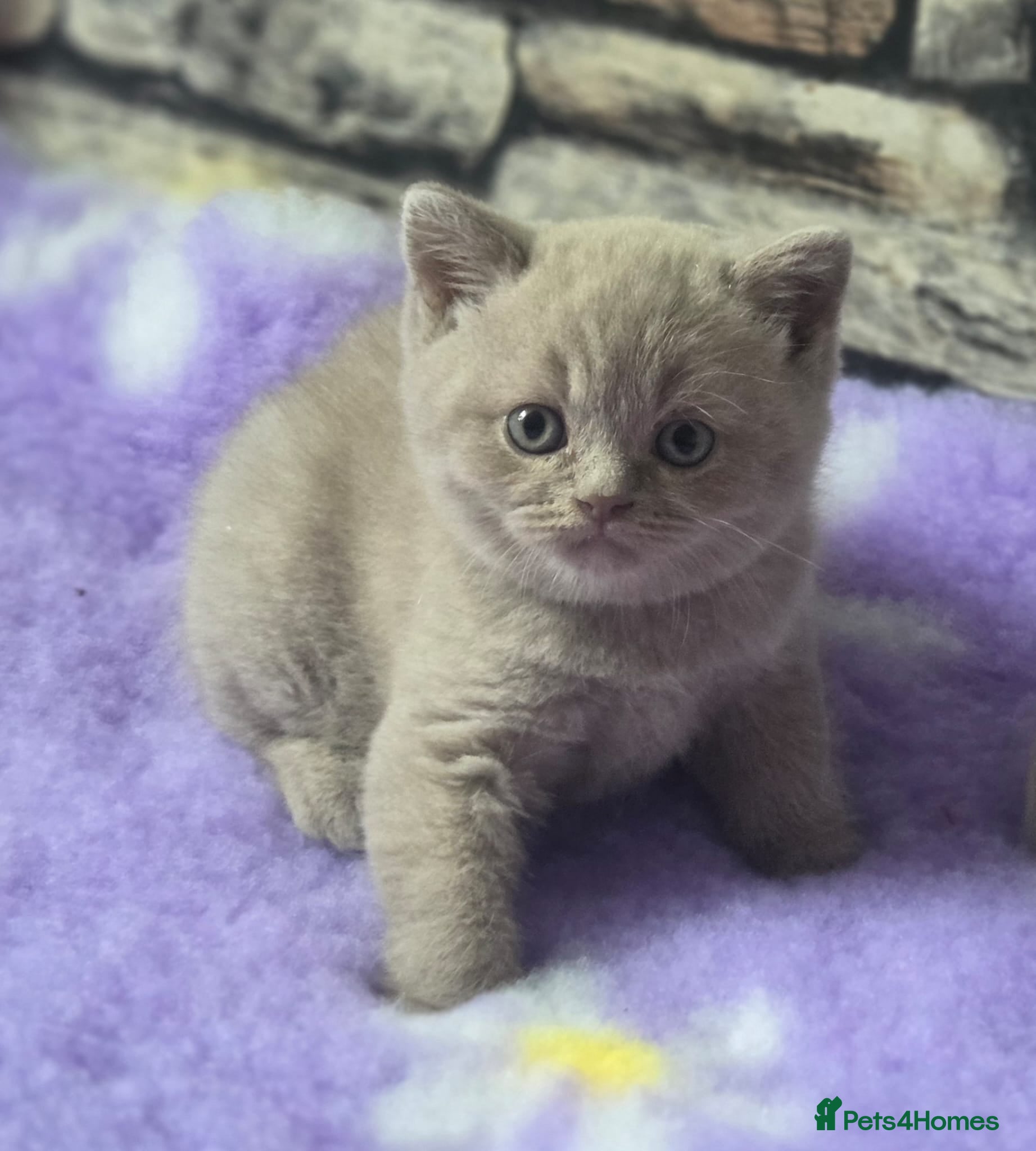 British Shorthair cats for sale: Boy and girl available  - Advert 1