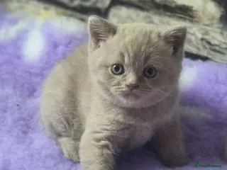 British Shorthair cats Boy and girl available - Advert 3
