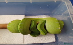 Python Snake reptiles for sale: Aru x sorong green tree python  - Image 3