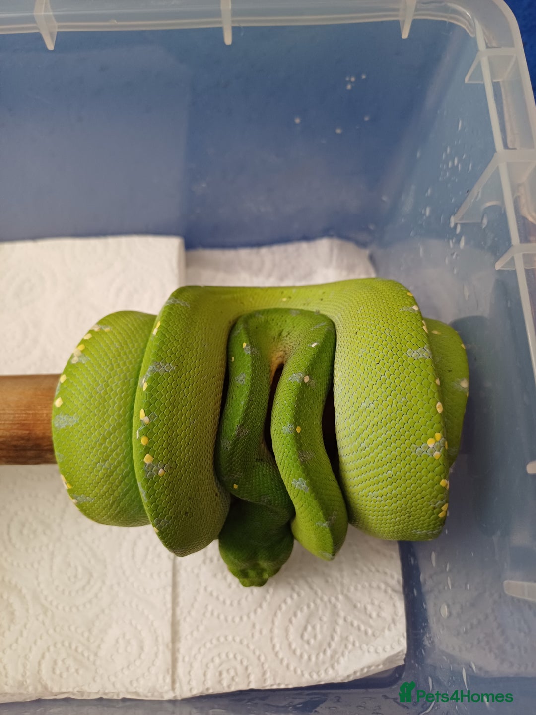Python Snake reptiles for sale: Aru x sorong green tree python  - Image 3