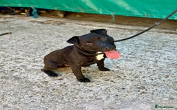 Mixed Breed dogs for sale: 🖤 BOLD Patterdale X  puppies 🖤 - Image 15