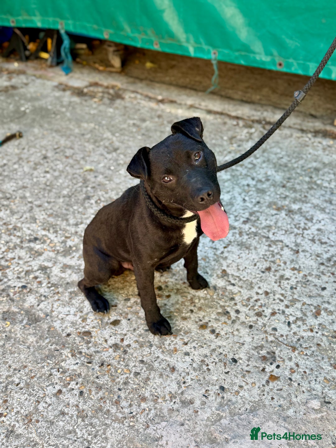 Mixed Breed dogs for sale: 🖤 BOLD Patterdale X  puppies 🖤 - Image 15