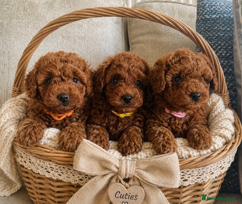 Cavapoochon dogs 3 TOY 🩷Stunning cavapoochons F1BB DNA Tested - Advert 2