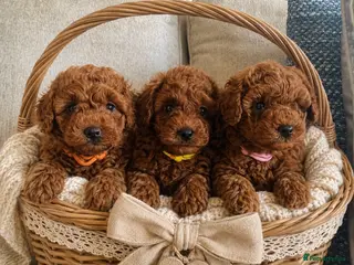 Cavapoochon dogs 3 TOY 🩷Stunning cavapoochons F1BB DNA Tested - Advert 2