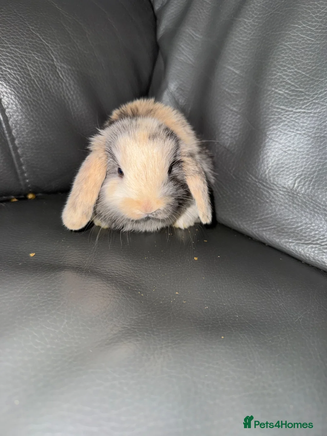 Mini Lop rabbits for sale: Beautiful Purebred Mini Lop Baby Rabbits - Advert 2