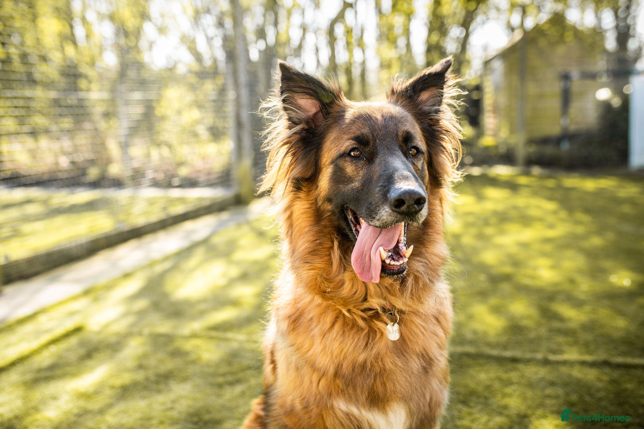 German Shepherd dogs Biggie - Advert 2