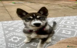Siberian Husky dogs for sale: 6 month female husky  - Image 6