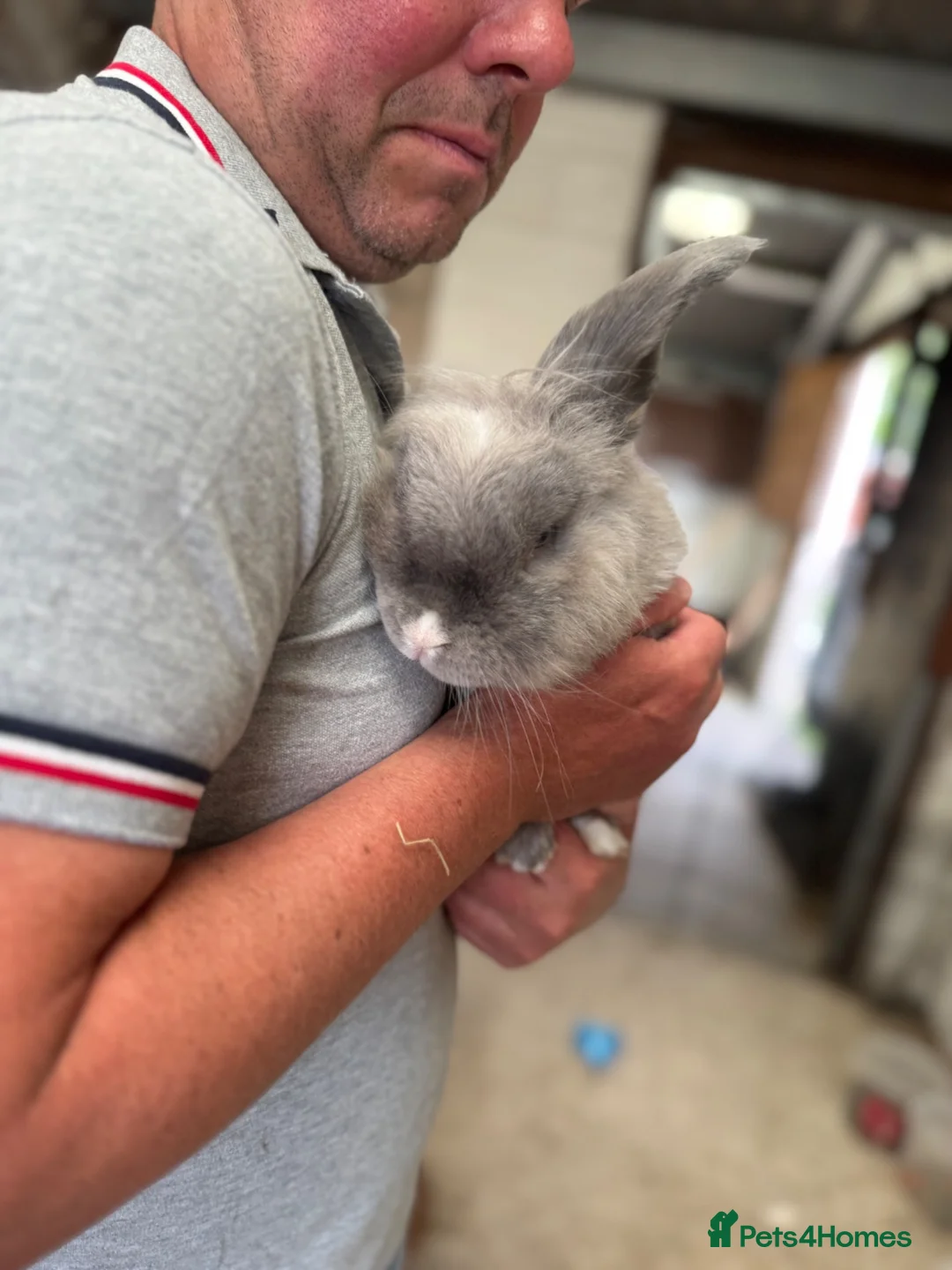 Dwarf Lop rabbits for sale: Benjamin bunny in Ormskirk - Advert 2