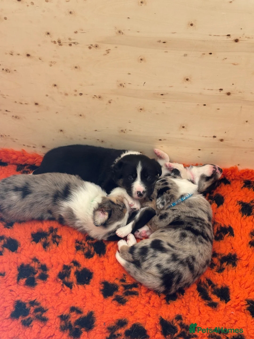 Border Collie dogs for sale: Male border Collie pup  - Advert 2
