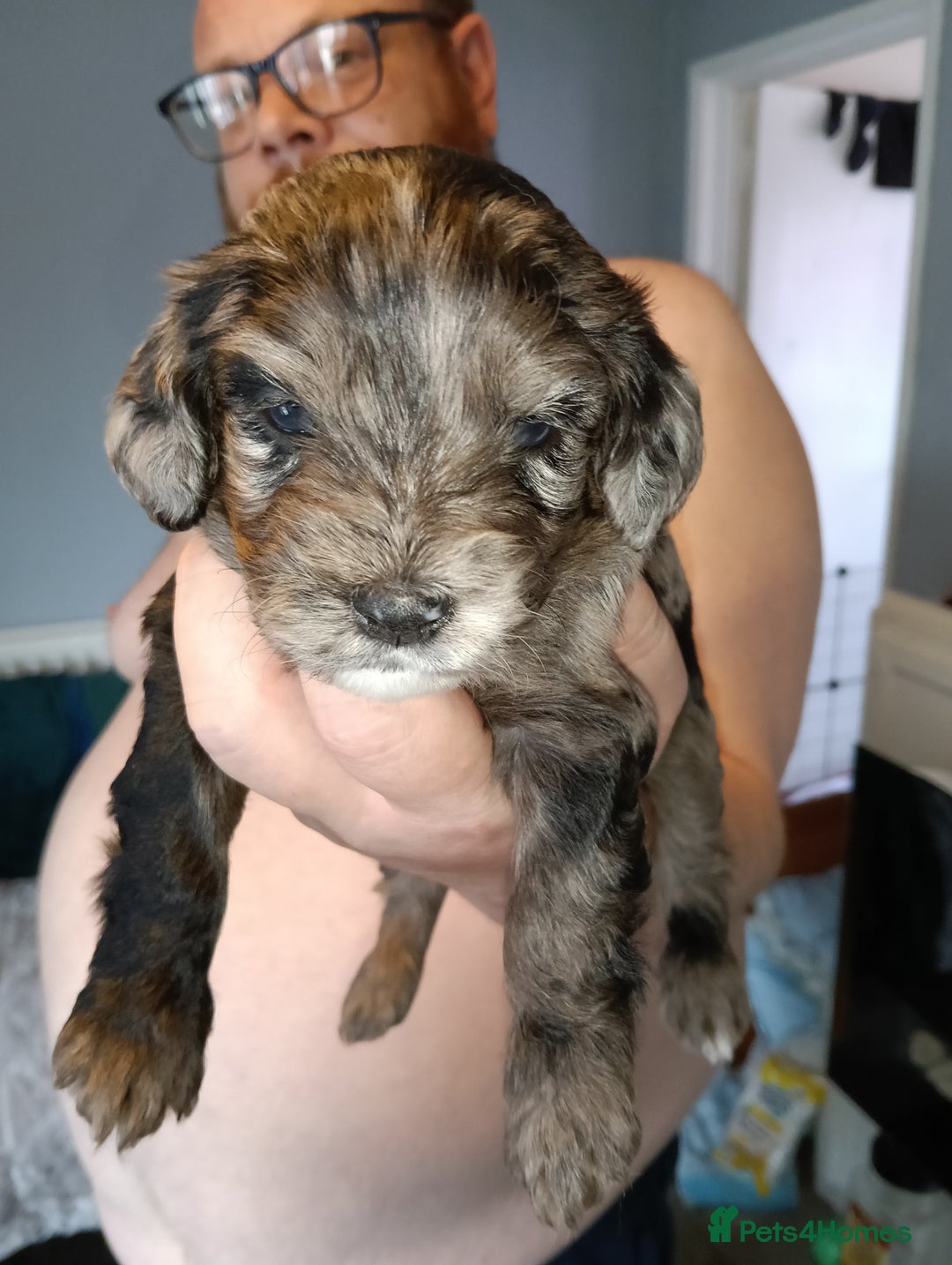 Mixed Breed dogs for sale: 6 Beautiful mixed breed puppies  - Image 3