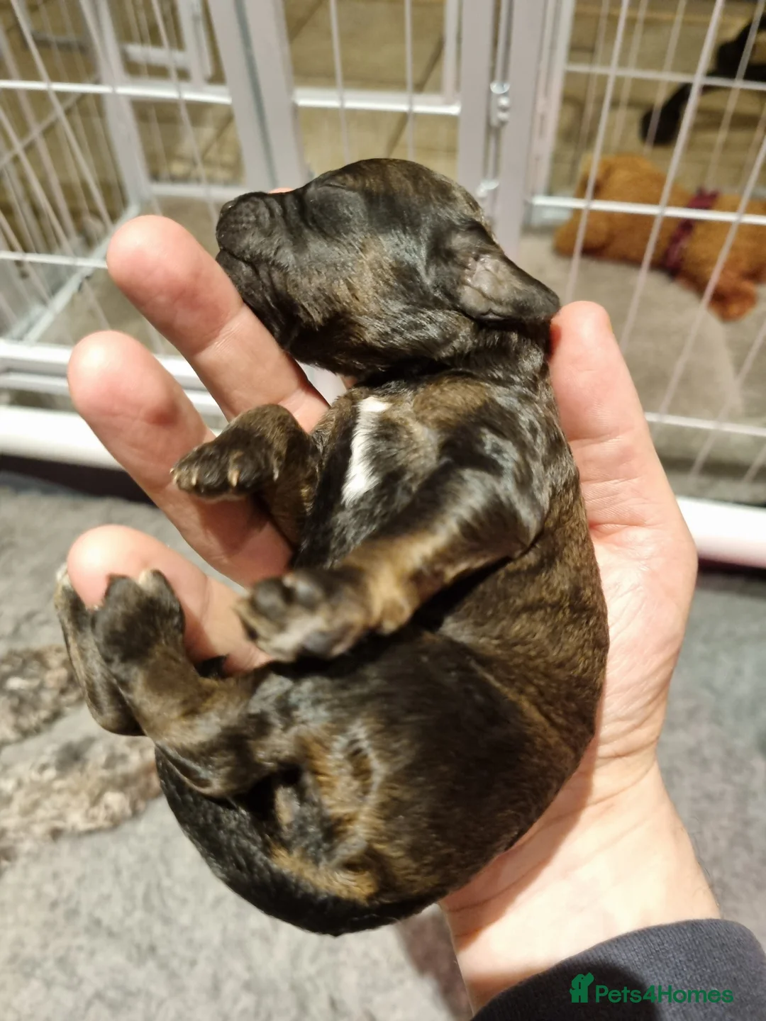 Cockapoo dogs for sale: Cockapoo puppies looking for their forever homes - Advert 18