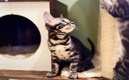 Bengal cats for sale: Rare Bengal Kittens Black, Smoke & Charcoal - Image 5