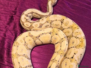 Python Snake reptiles Banana Adult Male Ball Python - Advert 4