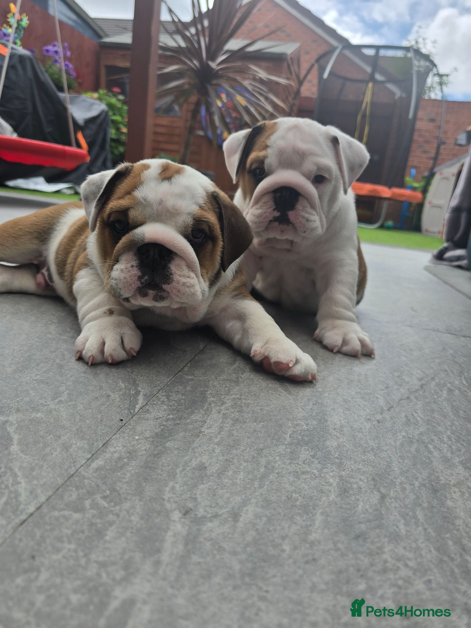 English Bulldog dogs 🐾 Ready next week red/white bulldog pups 🐶 - Advert 9