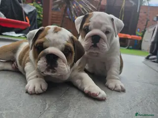 English Bulldog dogs 🐾 Ready next week red/white bulldog pups 🐶 - Advert 9