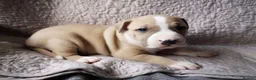 Mixed Breed dogs for stud: FOR STUD in Perth - Advert 5