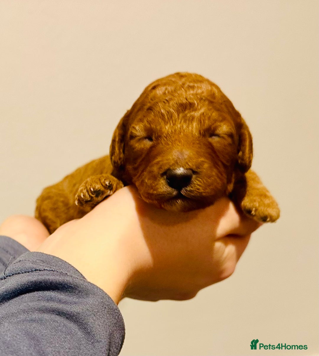 Cavapoo dogs for sale: A Premium litter of F1B Toy Cavapoo Puppies  - Advert 14
