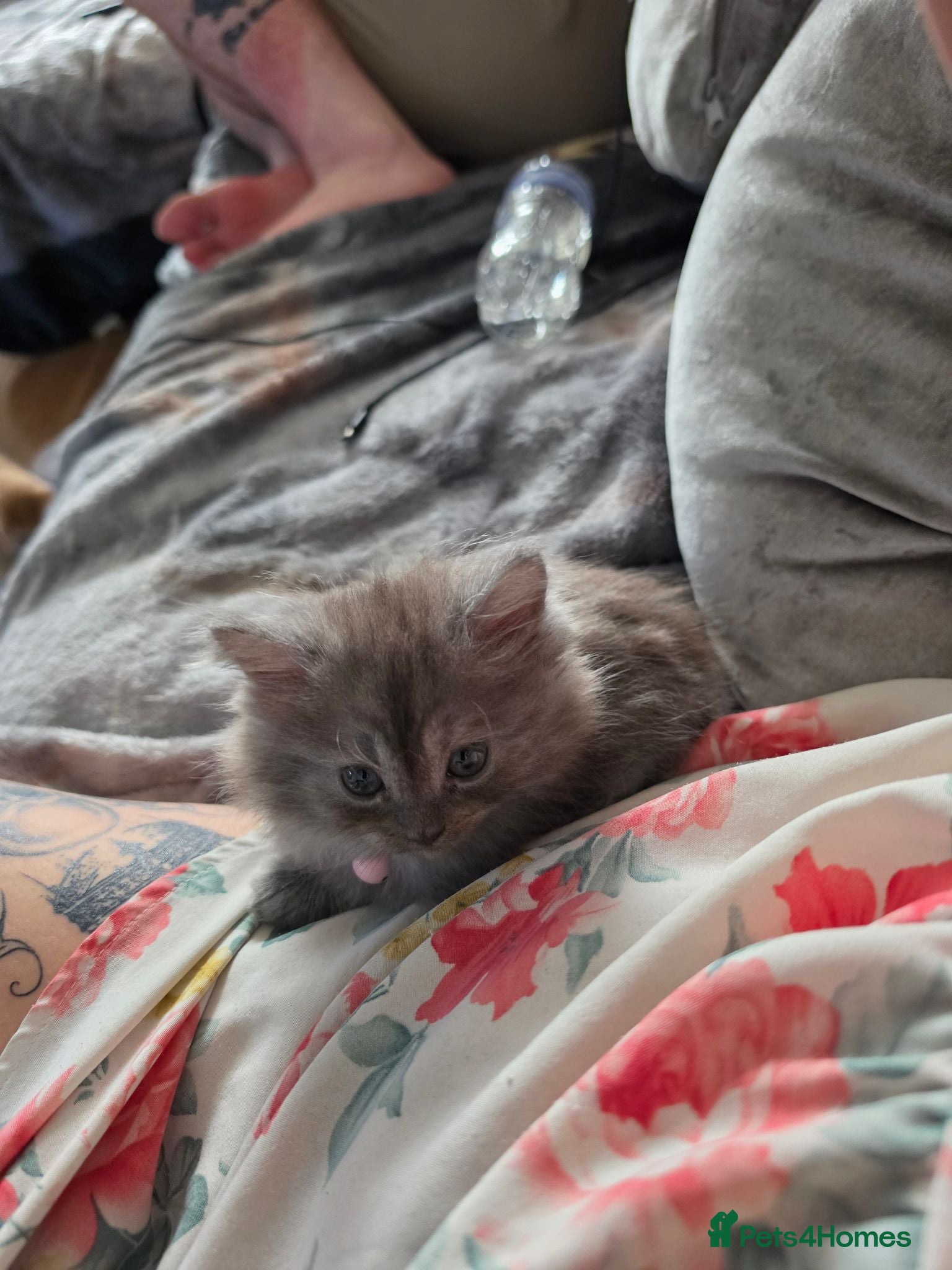 Persian cats 3 persian kittens ready now - Advert 2
