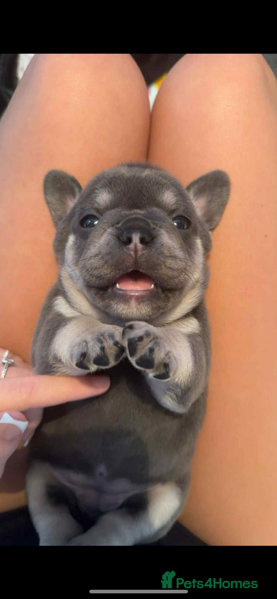 Mixed Breed dogs for sale:  Beautiful F1 Freelance Bulldogs Puppies! - Advert 23