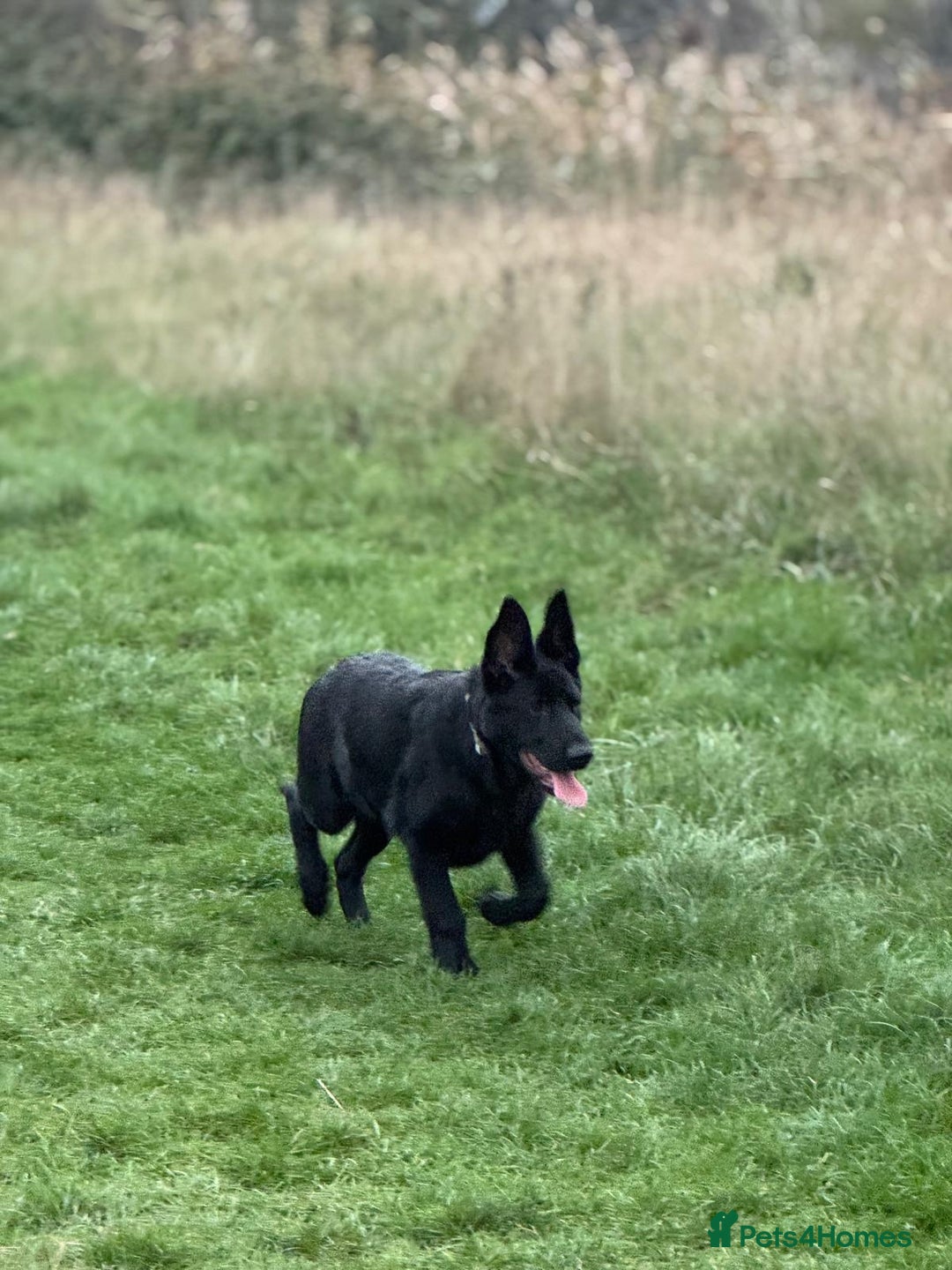 German Shepherd dogs for sale: KC Reg DDR GSD Puppy Rare Bloodline - Advert 11