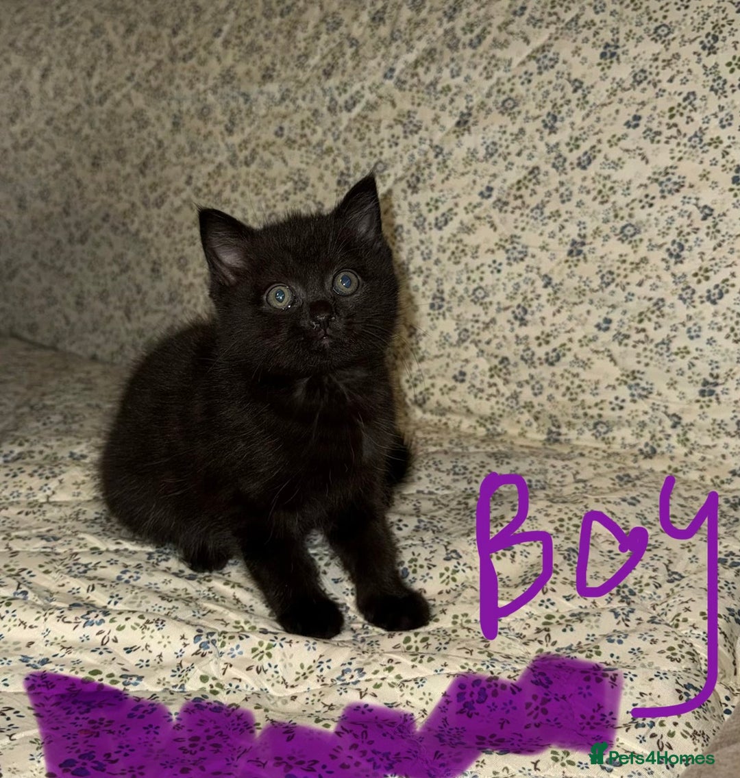 Mixed Breed cats for sale: Kittens 🐈‍⬛  - Advert 6