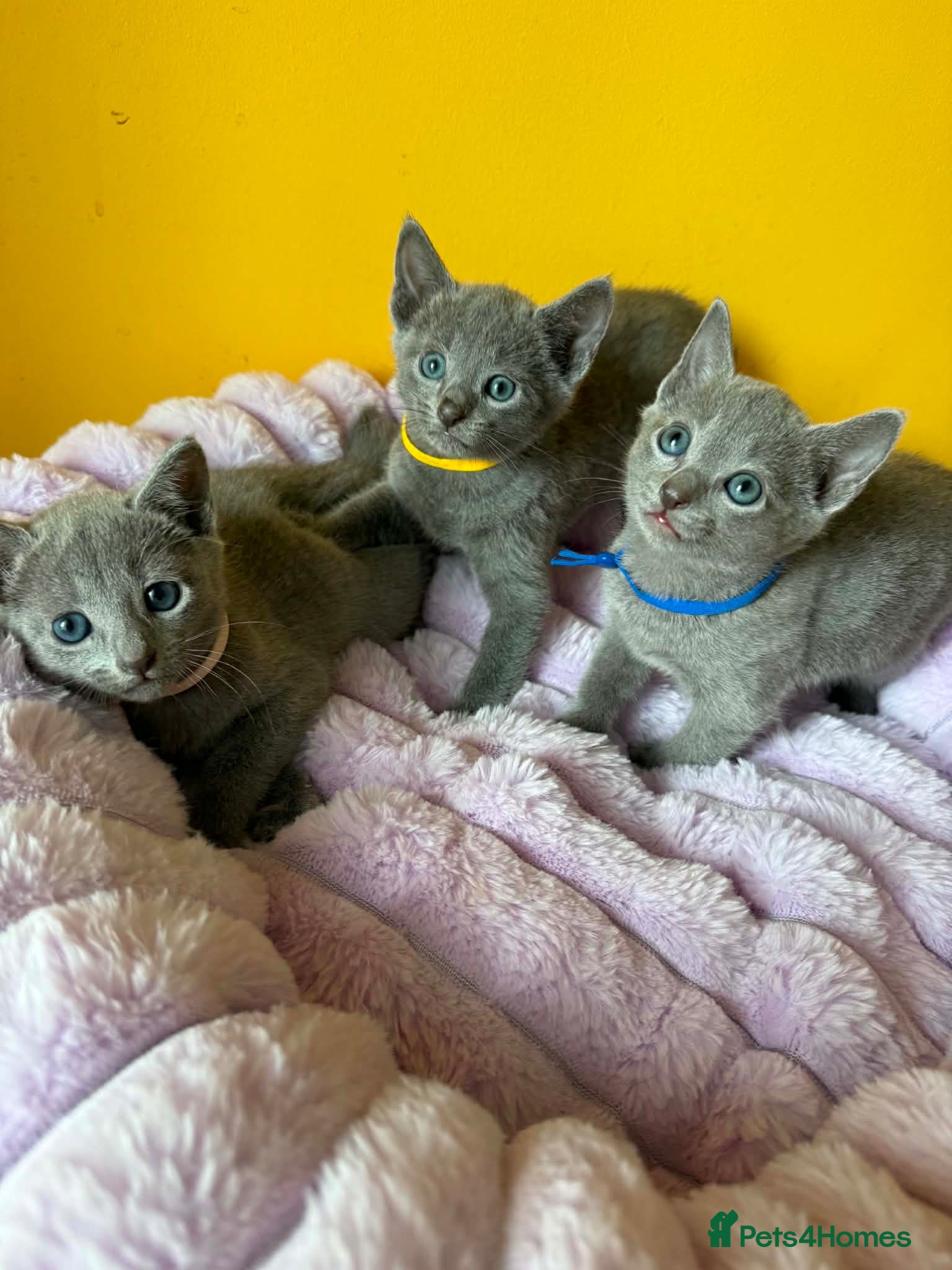 Russian Blue cats TICA REGISTERED Pure Breed Russian Blue Kittens - Advert 1