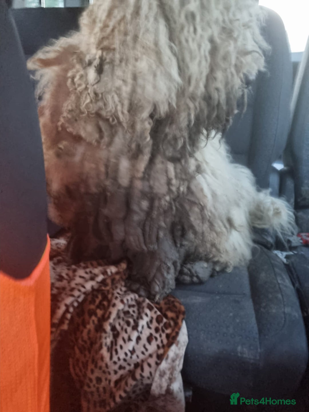 Lagotto Romagnolo dogs for adoption: SNOWY - Aptly named for a winter Adoption!  - Advert 2