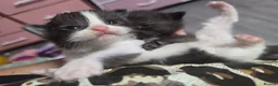 British Longhair cats for sale: Two male kittens - Advert 5