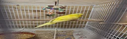 Budgerigars birds for sale: Gorgeous Baby Budgies  - Advert 2