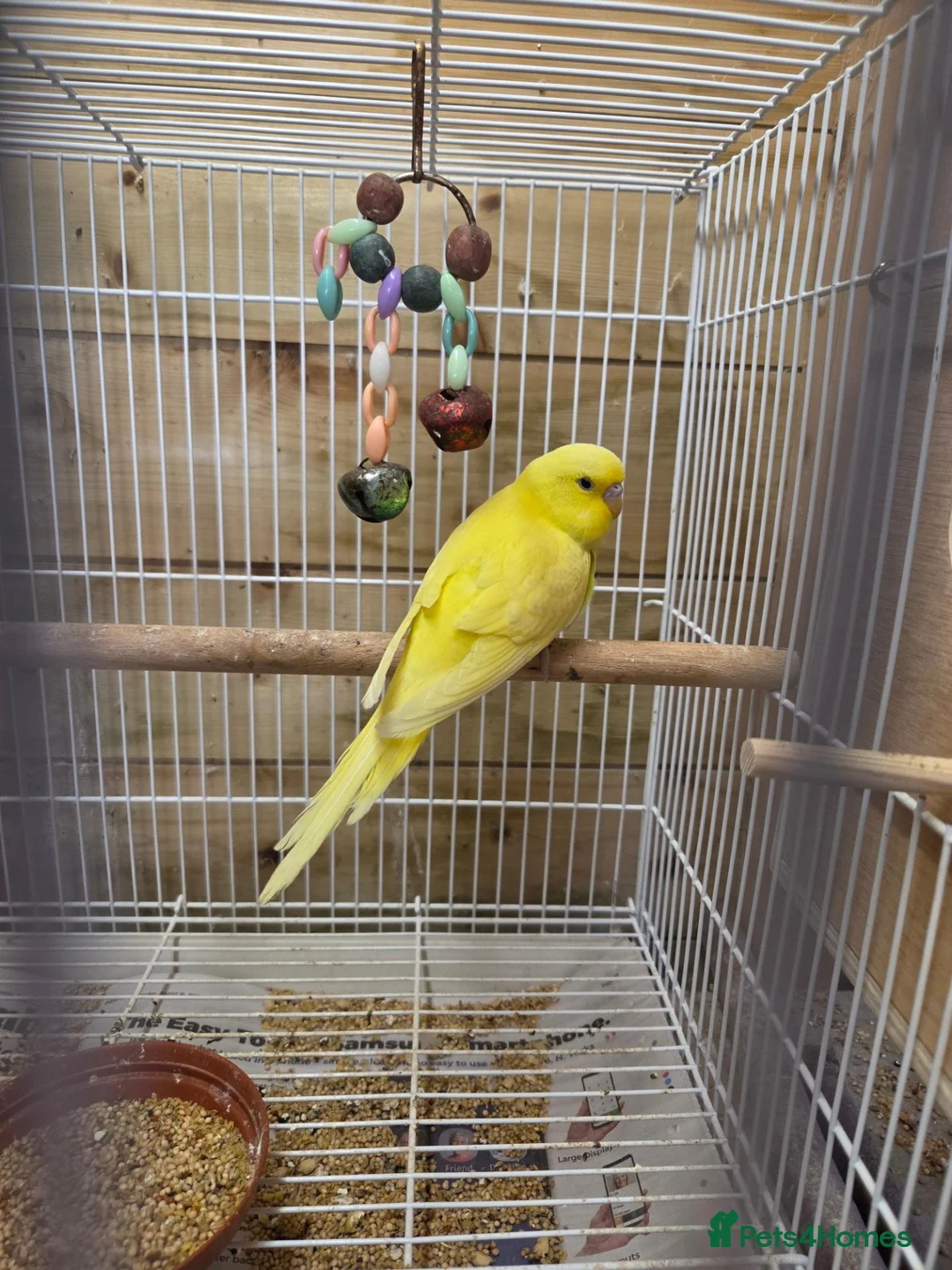 Budgerigars birds for sale: Gorgeous Baby Budgies  - Advert 2