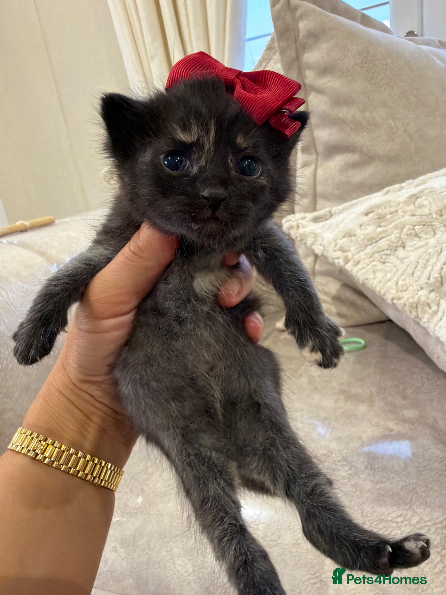 British Longhair cats  £150 British longhair kittens  - Advert 2