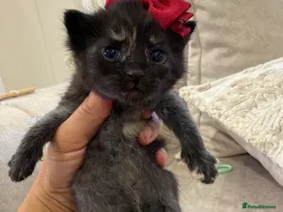 British Longhair cats £150 British longhair kittens - Advert 2