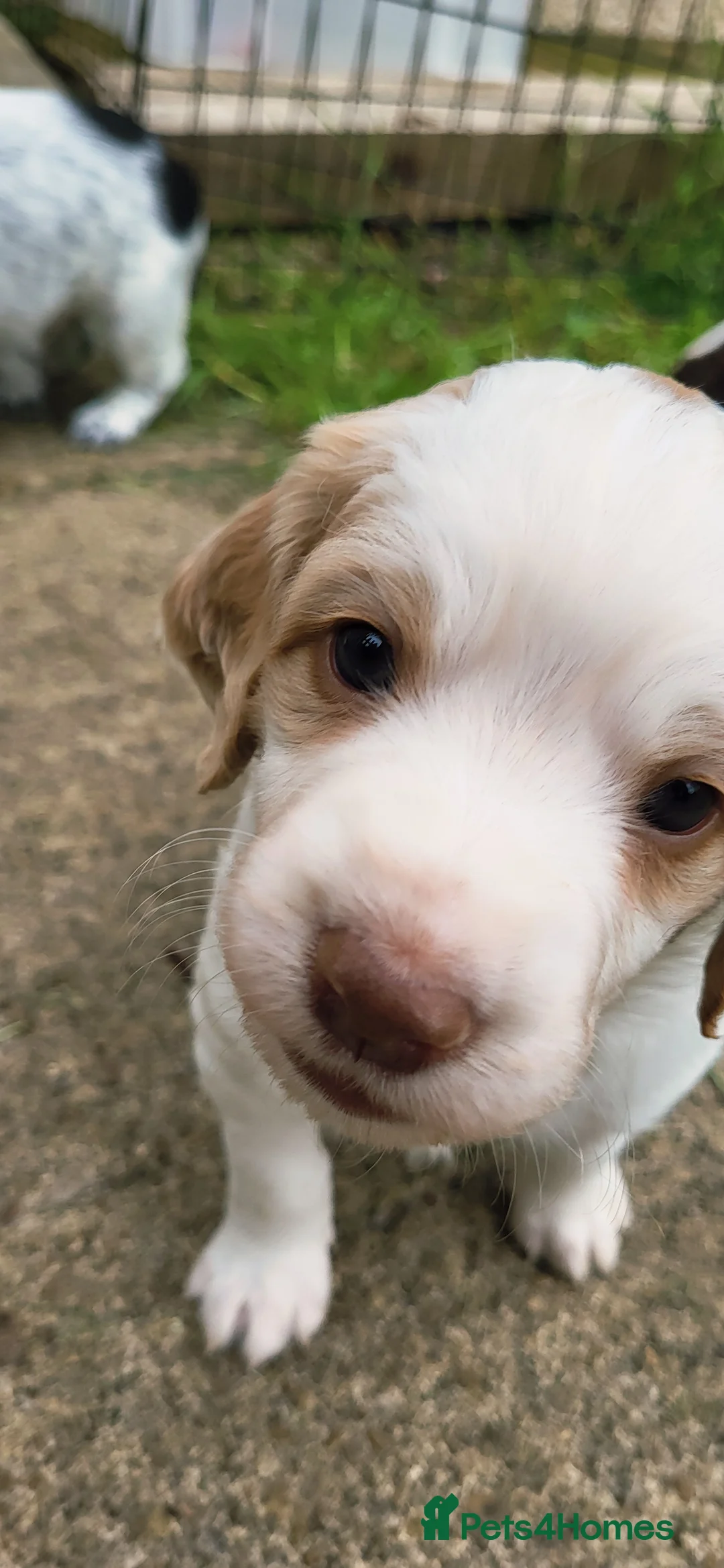 Mixed Breed dogs for sale: Cocker x sprollie  - Advert 2