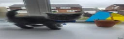 British Shorthair cats for sale: Beautiful British Shorthair Kittens  - Advert 10