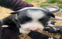 Border Collie dogs for sale: Daisy’s pups - Image 3