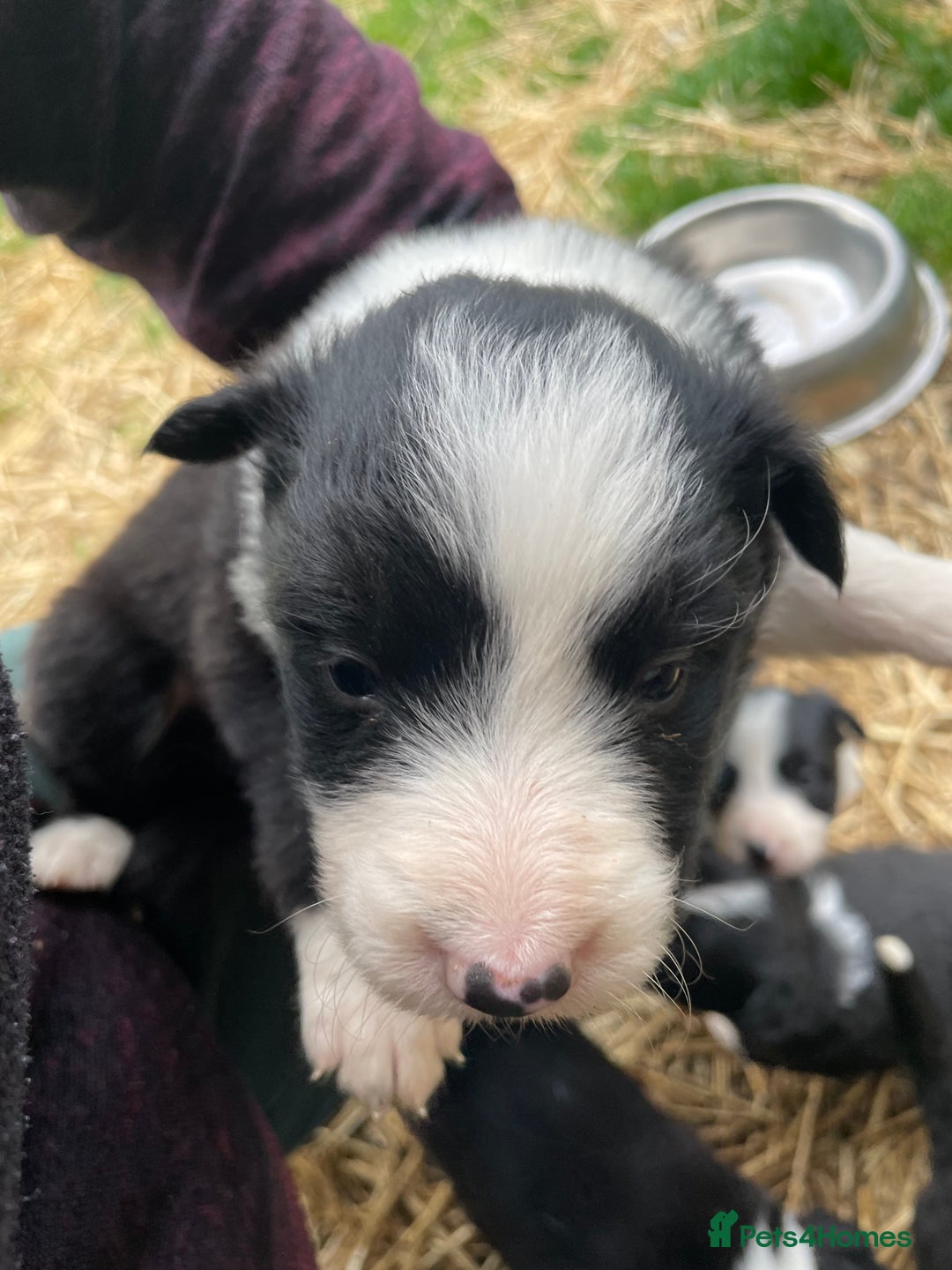 Border Collie dogs for sale: Daisy’s pups - Image 3