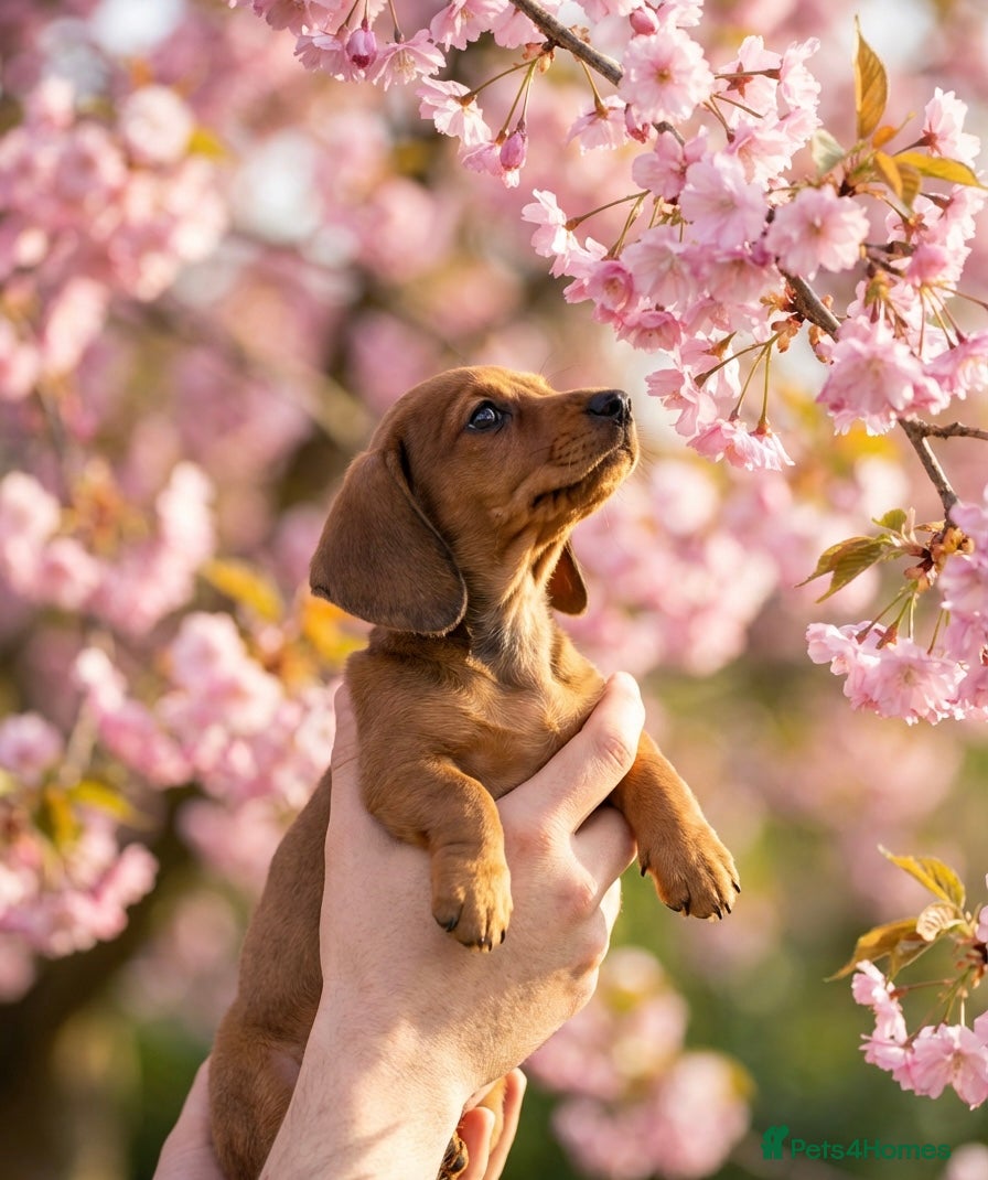 Miniature Dachshund dogs Miniature Dachshund Puppies🤎 - Advert 8