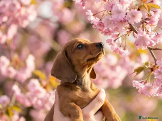 Miniature Dachshund dogs Miniature Dachshund Puppies🤎 - Advert 8