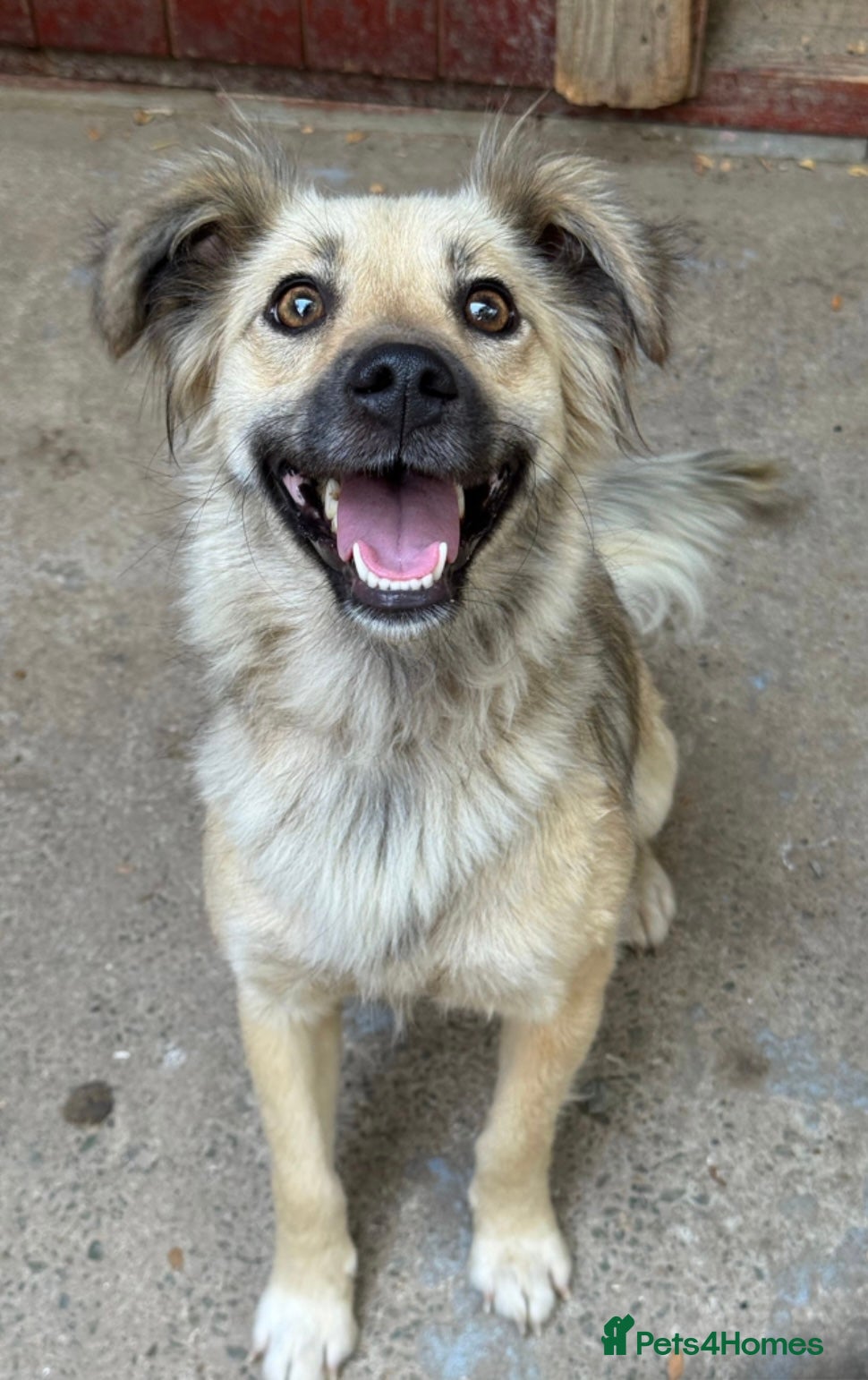 Mixed Breed dogs Sasha is looking for a  home of her own  - Advert 23