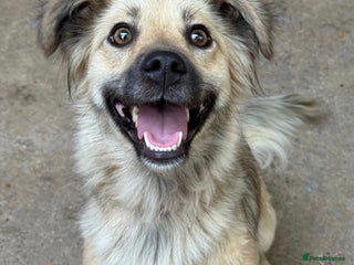 Mixed Breed dogs Sasha is looking for a home of her own - Advert 1