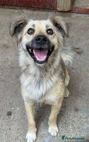 Mixed Breed dogs Sasha is looking for a home of her own - Advert 1