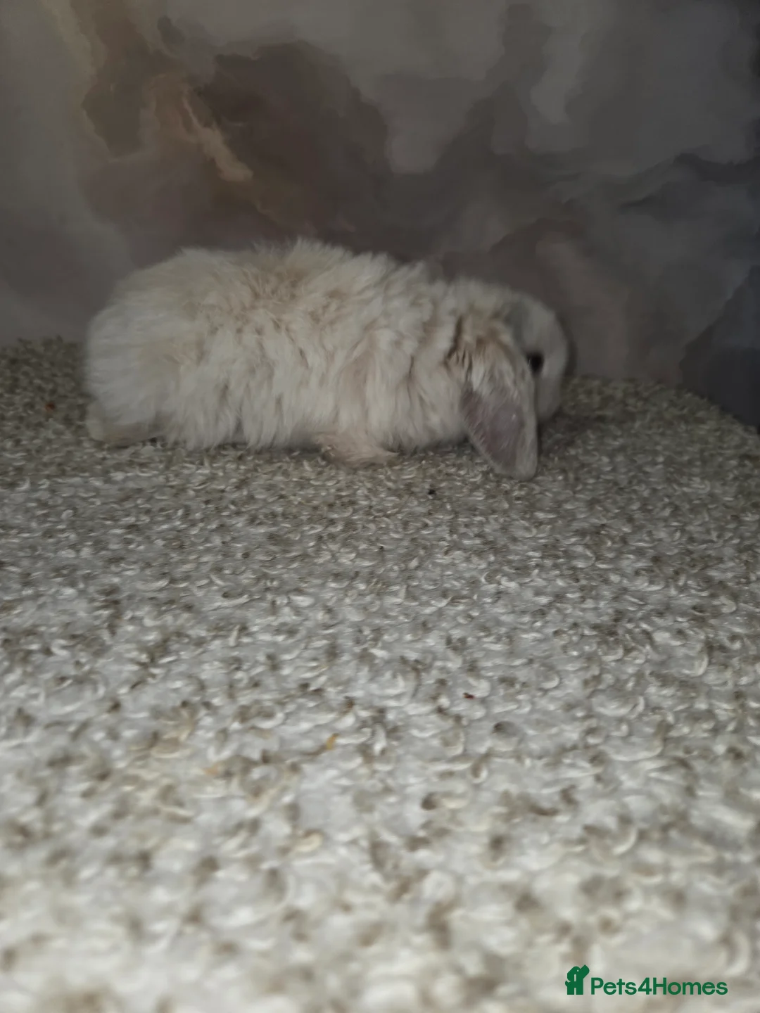 Mini Lop rabbits for sale: PURE MINI LOP BUNNIES ( All COLOURS) - Advert 30