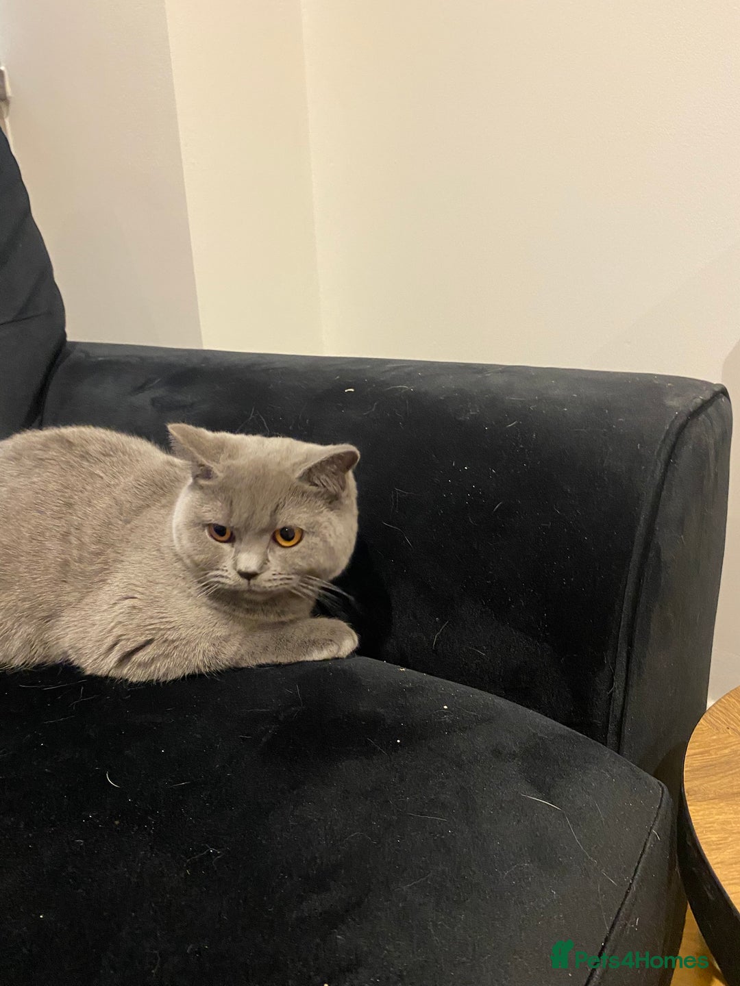 British Shorthair cats for sale: Beautiful Chunkey Kittens Ready for Forever Homes - Advert 2