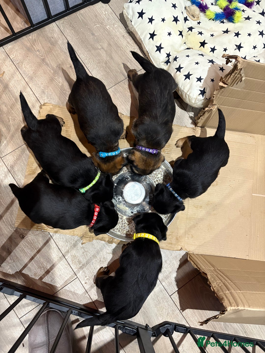 Border Terrier dogs for sale: Poppys pups! KC border terriers. Ready 4  **   - Advert 5