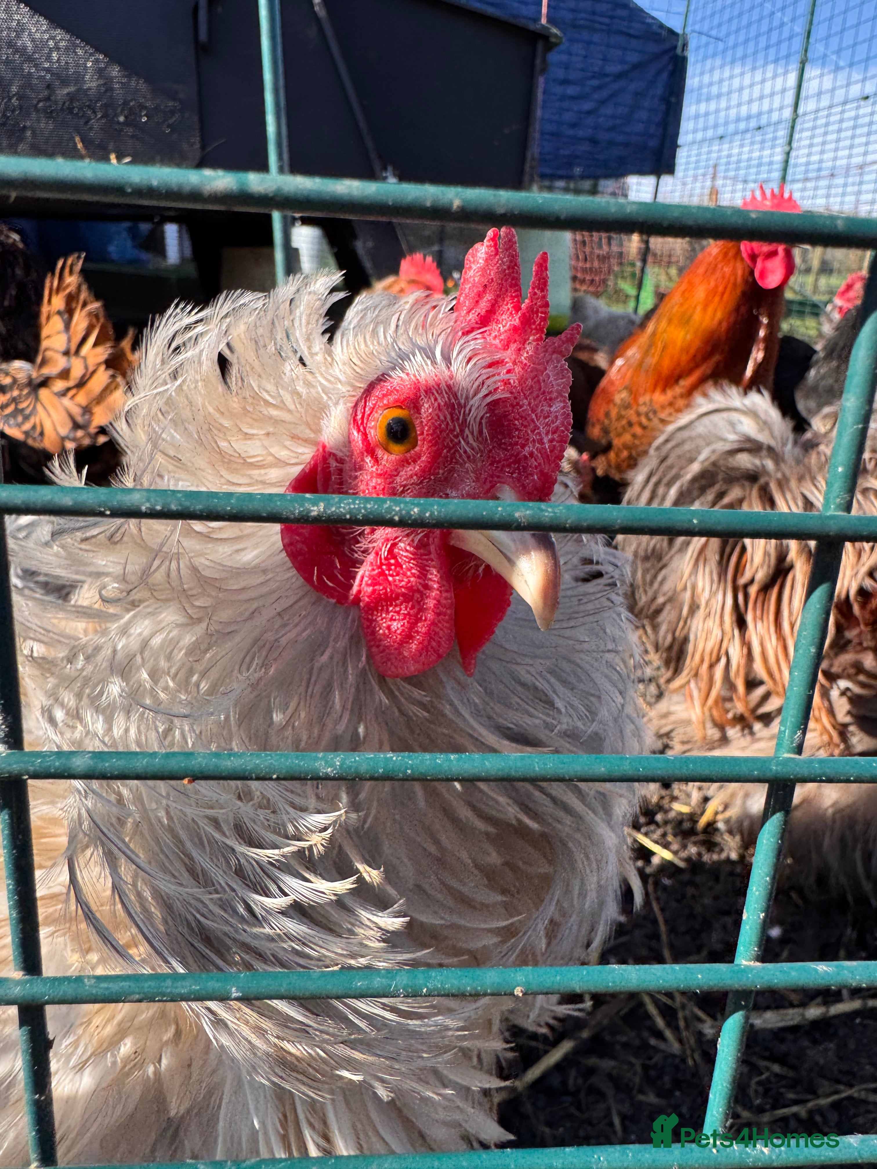 Chickens poultry Pekin Boys needing ladies of their own!  - Advert 1