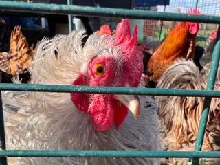 Chickens poultry Pekin Boys needing ladies of their own! - Advert 1