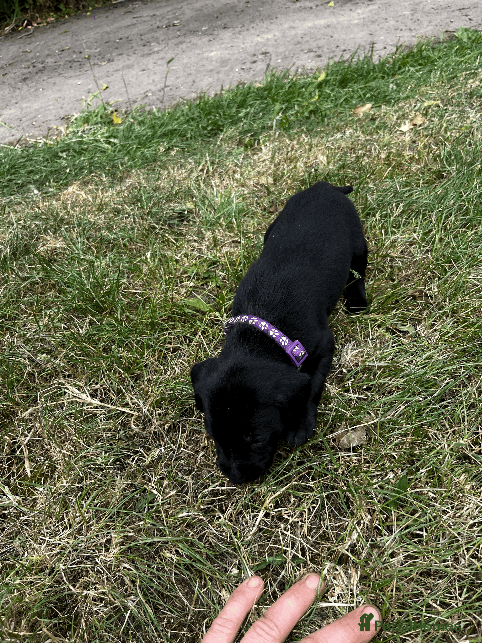 Labrador Retriever dogs Working Labrador Retriever Puppies - Advert 2