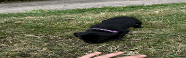 Purple Collared Pup